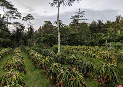dragon-fruit-garden